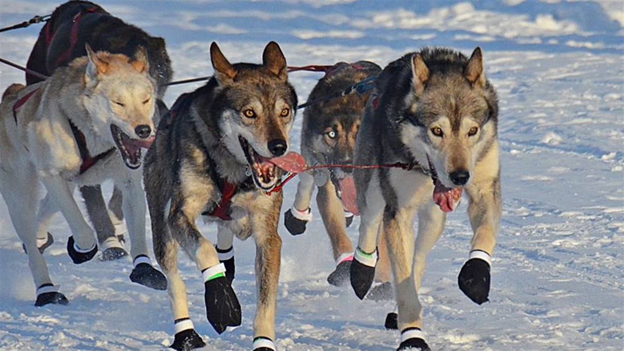 Des chiens de traîneaux lors du Yukon Quest 2016
