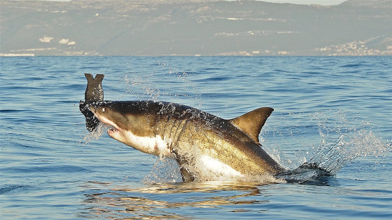 Un Nombre Record D Attaques De Requins En 15 Selon Des Experts Radio Canada Ca