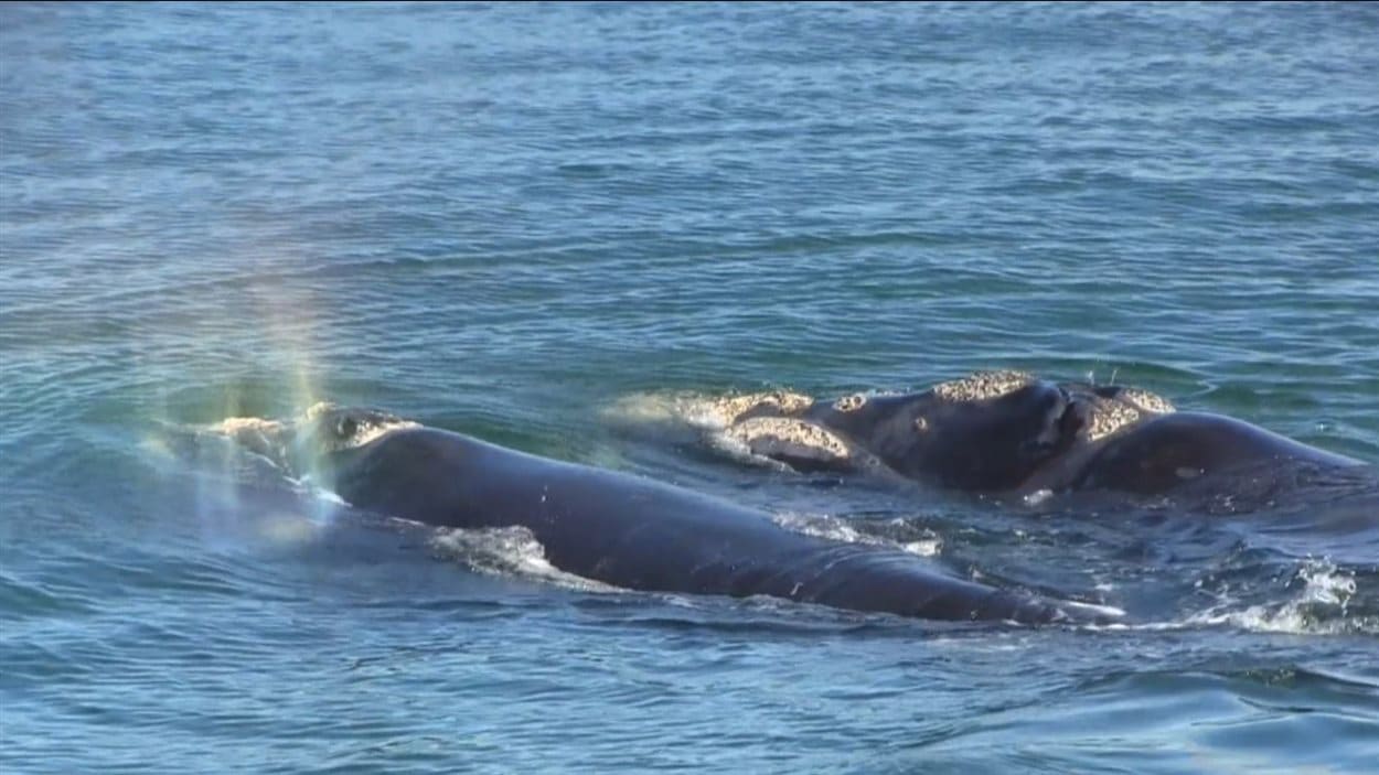 La baleine noire est la baleine la plus en danger de l'Atlantique Nord.