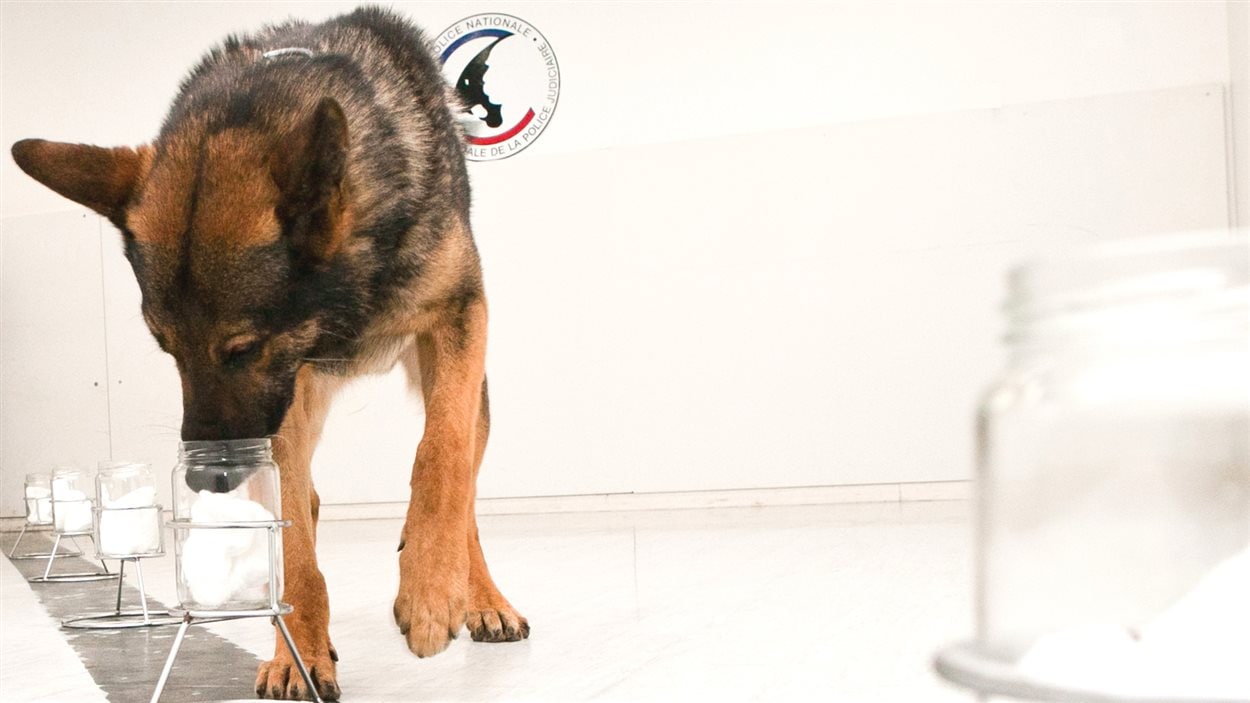 Cisko, l’un des chiens policiers, qui effectue un test d’identification. 