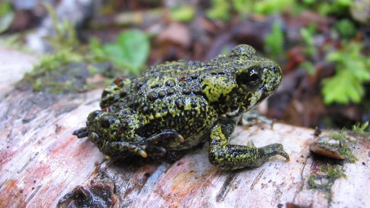 Un crapaud de l'Ouest.