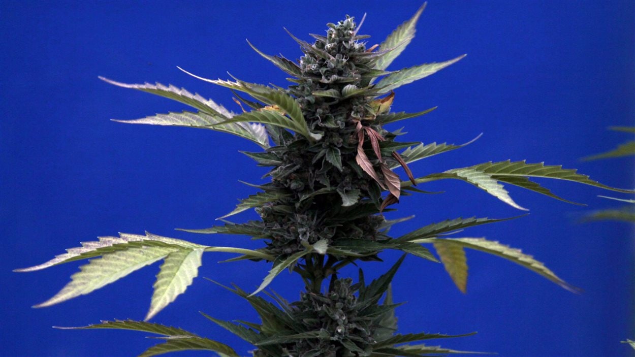 Un plant de marijuana.