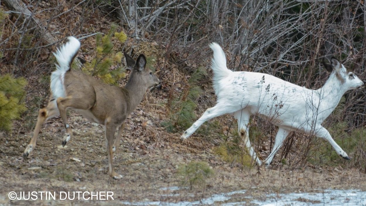 Un chevreuil blanc a été aperçu au nord de Fredericton