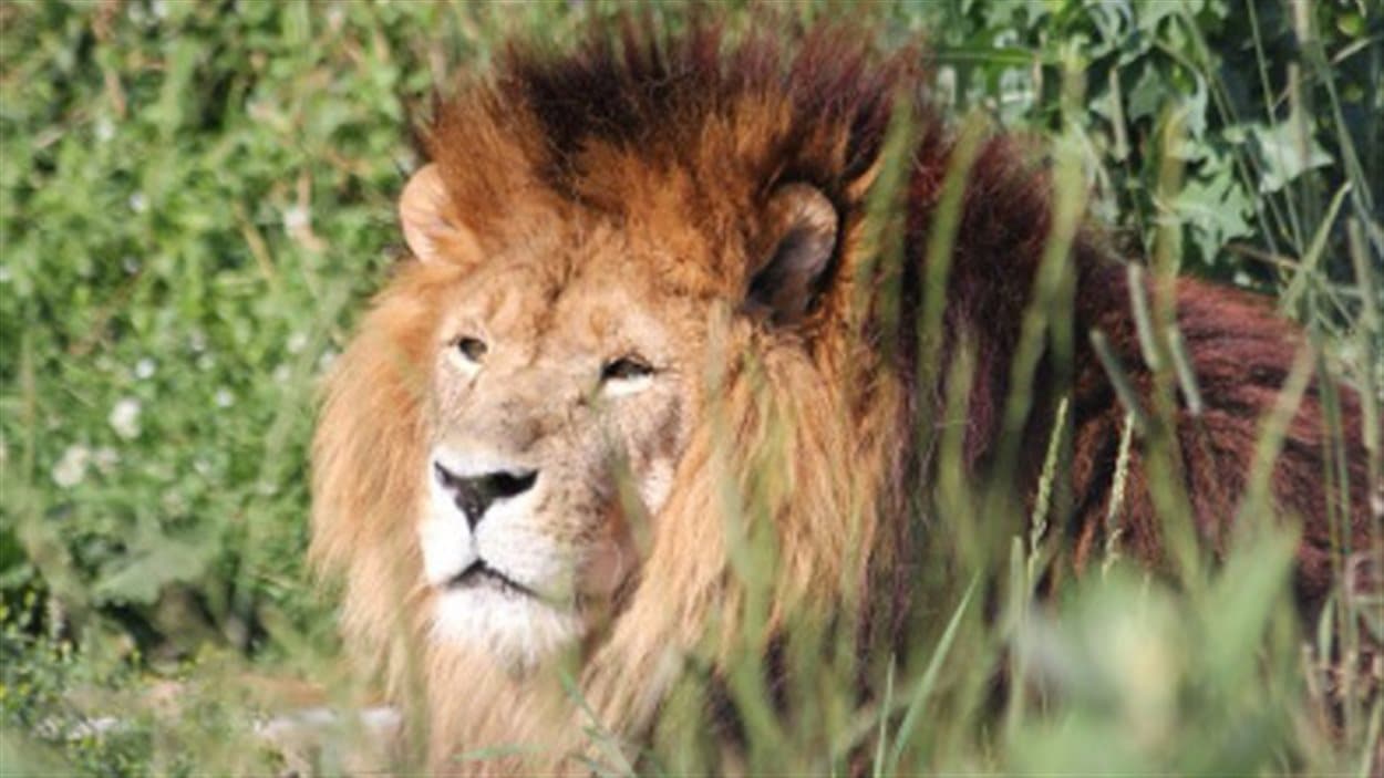 Lion du zoo de Papanack