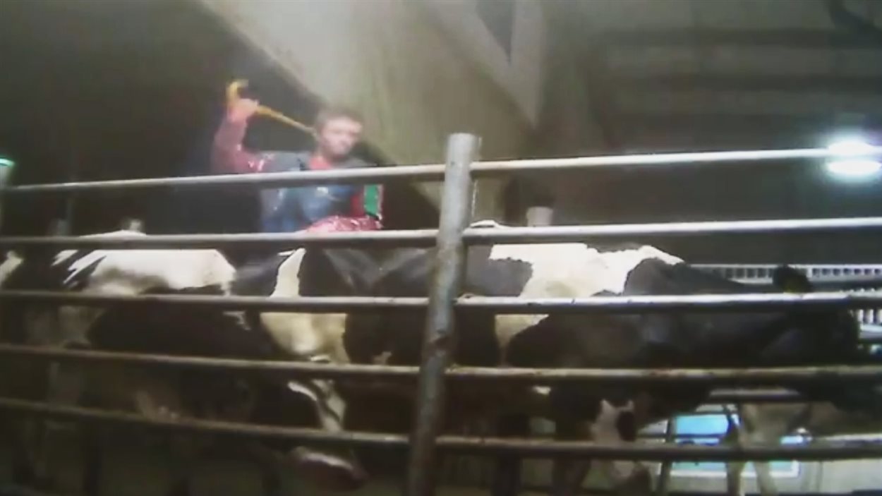 Image de la vidéo de mal-traitance révélée en juin 2014 par Mercy For animals Canada.