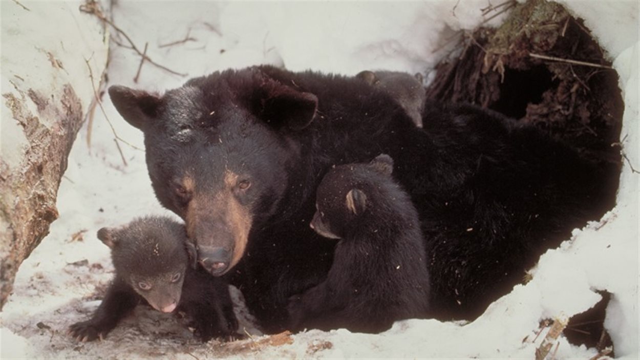 Partager La Foret Avec Les Animaux Radio Canada Ca