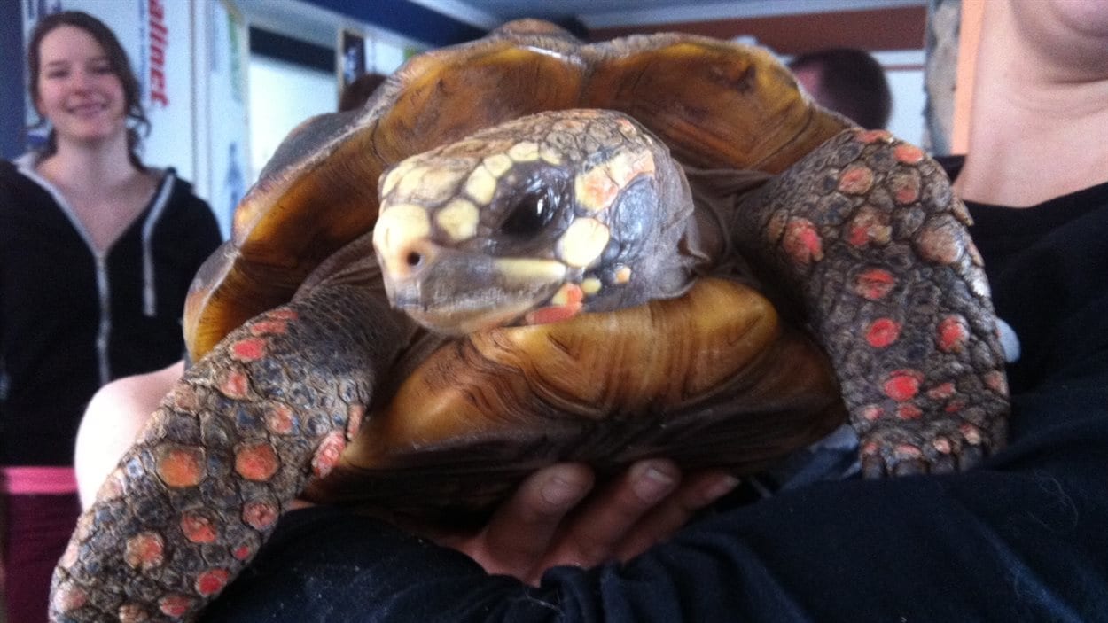La tortue Solange, âgée d'environ 18 ans, a été sauvée de l'incendie. 