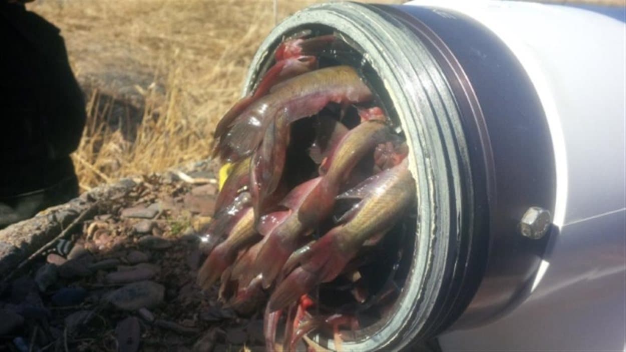 Des poissons étaient coincés dans une borne-sèche.