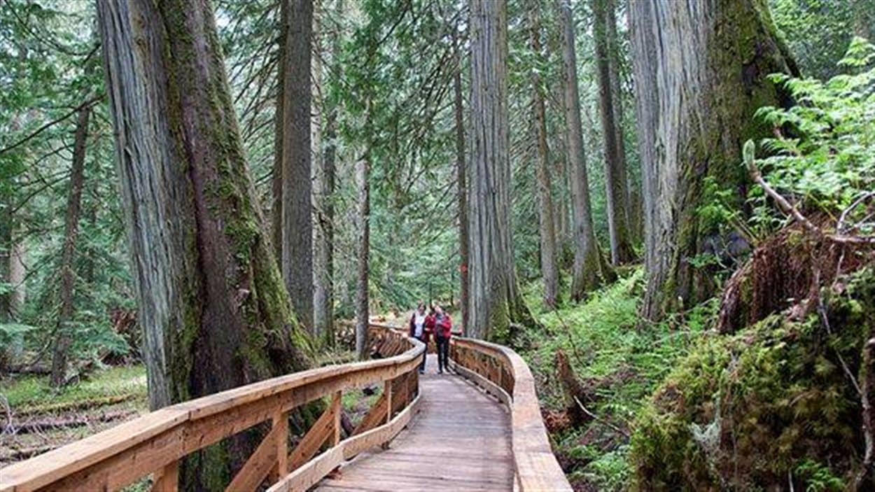 Un sentier aménagé du nouveau parc Ancient Forest en Colombie-Britannique