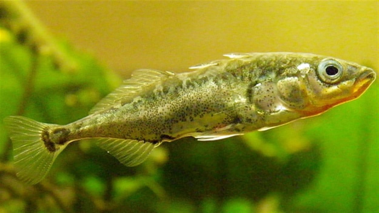 Deux sortes de poissons épinoches dans le lac Enos, en C.-B. se sont croisés et ont donné un poisson hybride.