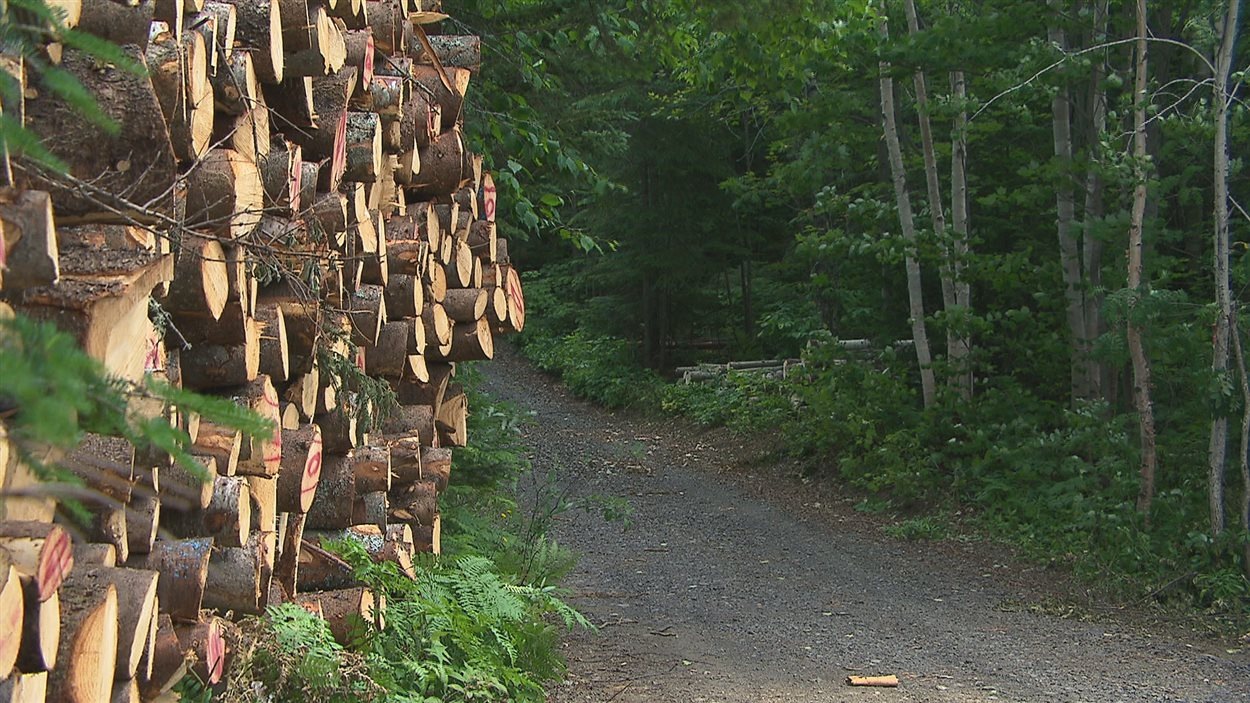 La Foret Privee Du Bas Saint Laurent Serait La Plus Productive Au Quebec Radio Canada Ca