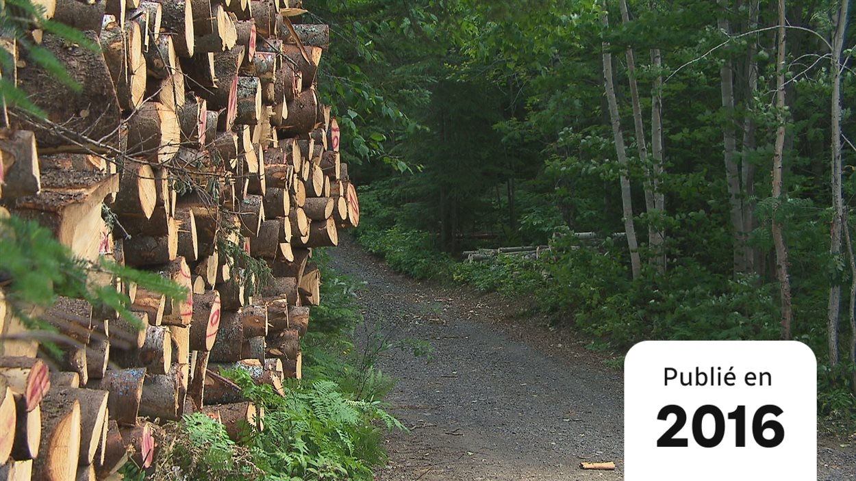 La Foret Privee Du Bas Saint Laurent Serait La Plus Productive Au Quebec Radio Canada Ca La Foret Privee Du Bas Saint Laurent Serait La Plus Productive Au Quebec Radio Canada Ca