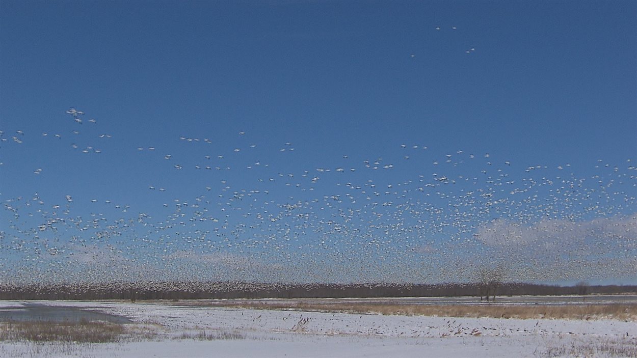 Les oies blanches font une entrée remarquée à BaieduFebvre RadioCanada.ca