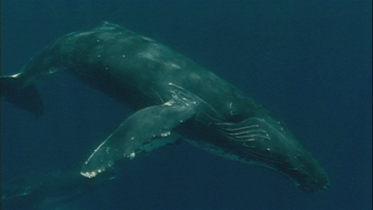 Une baleine sous l'eau