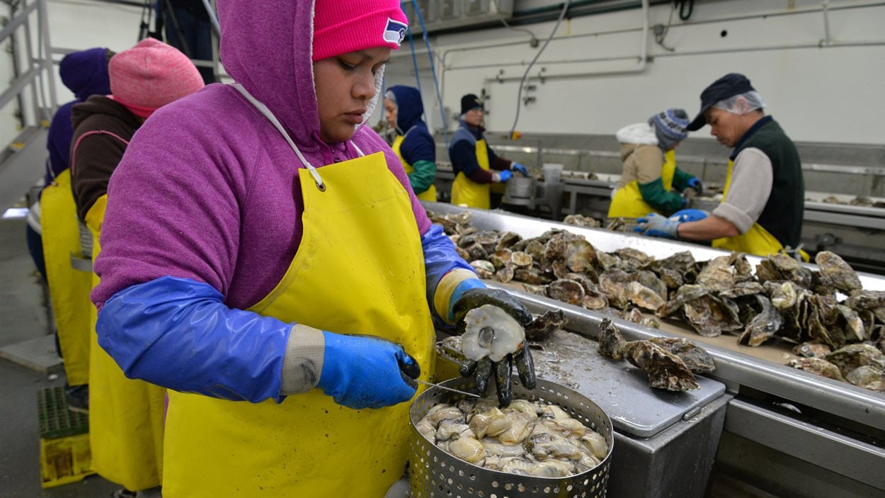 Les employés de Taylor Shellfish ouvrent les huîtres récoltées la veille, 8 heures par jour.