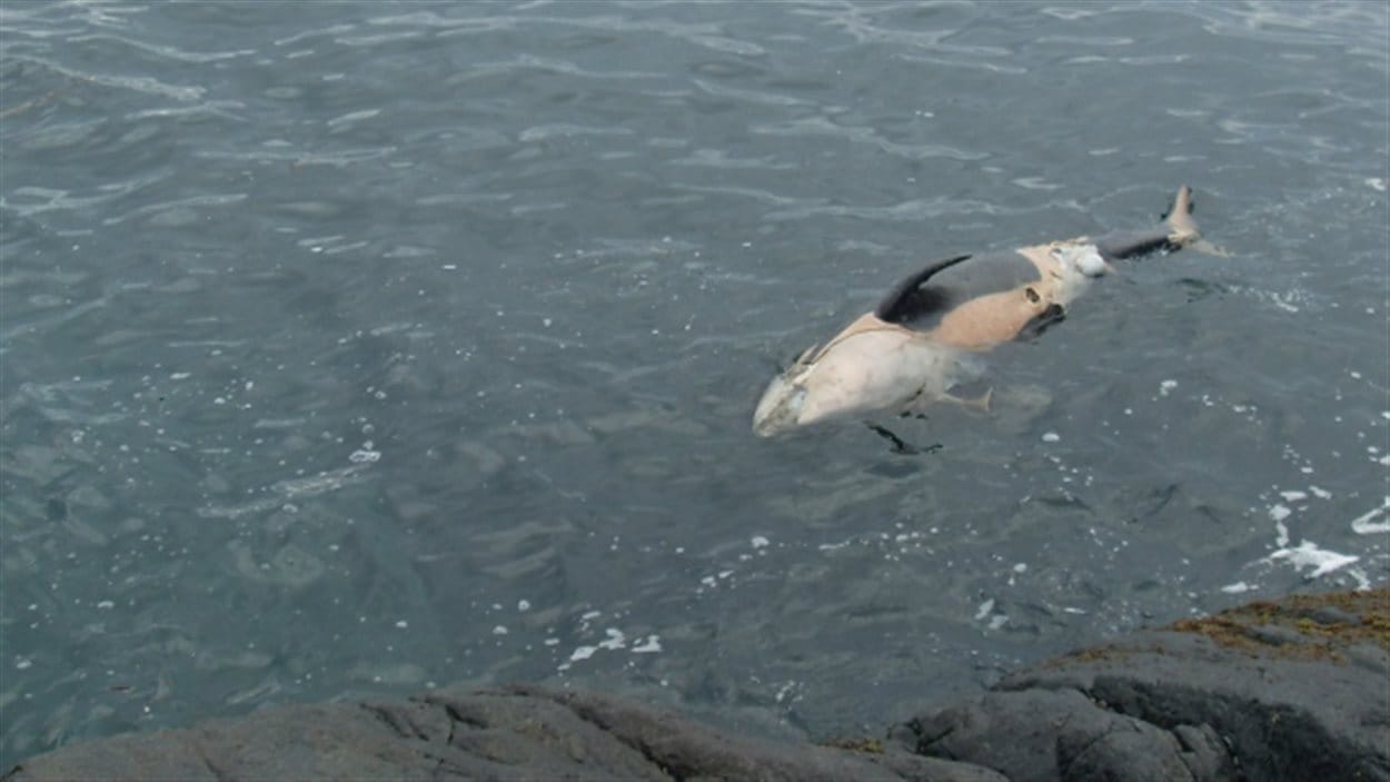Photo de la jeune orque retrouvée morte au large de la Colombie-Britannique.