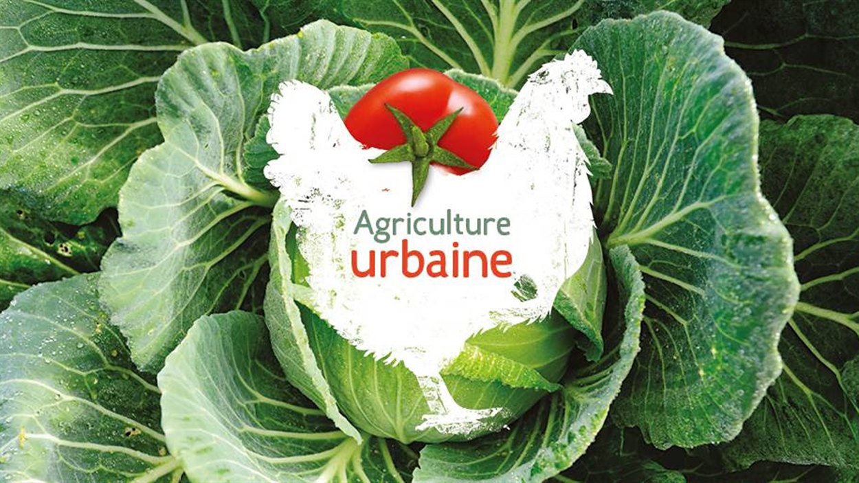 La ville de Gatineau veut encourager l'agriculture urbaine.