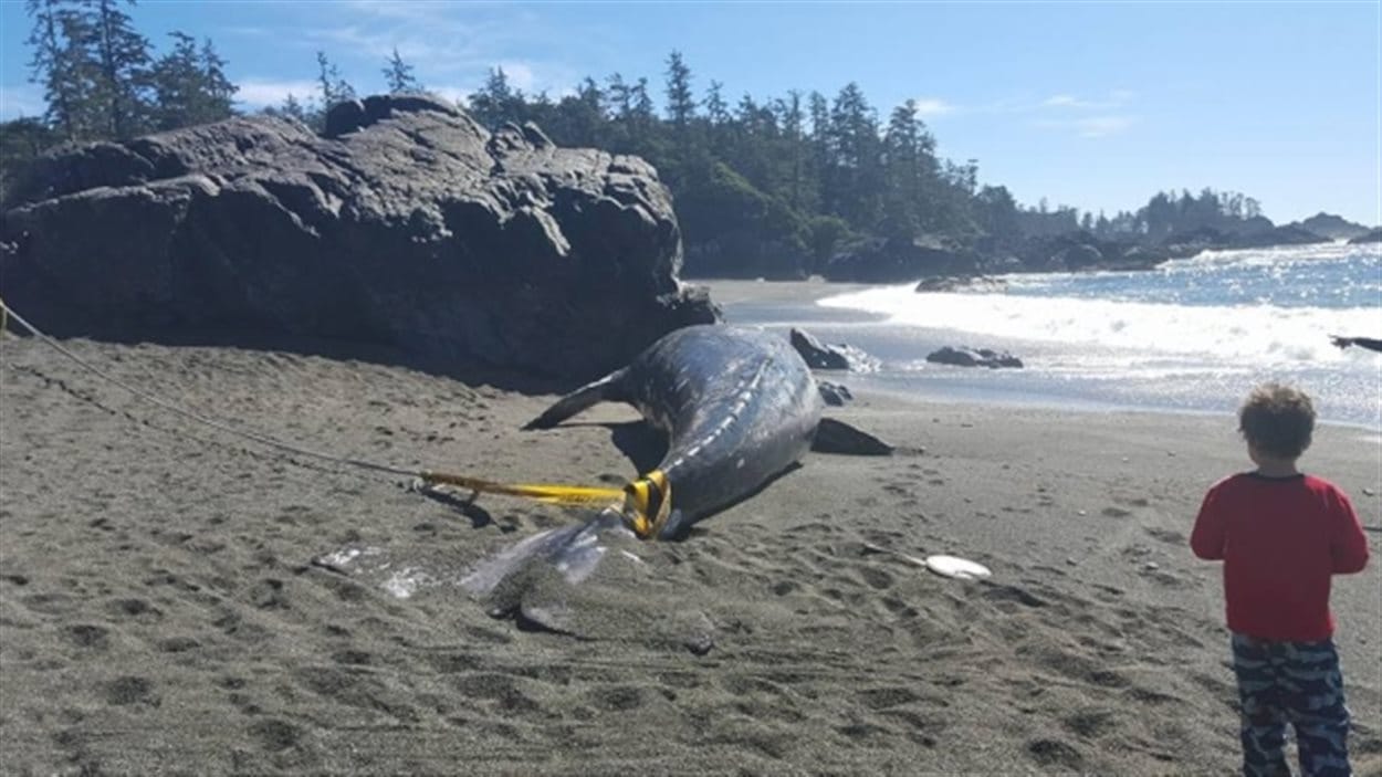 Une baleine échouée à Ucluelet en C.-B.