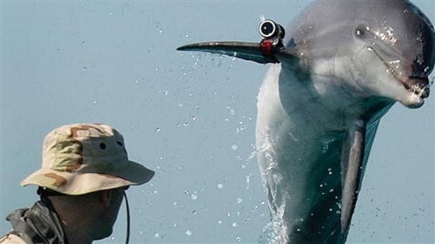 Delfines militares, de la Guerra Fría a hoy – RCI | Español