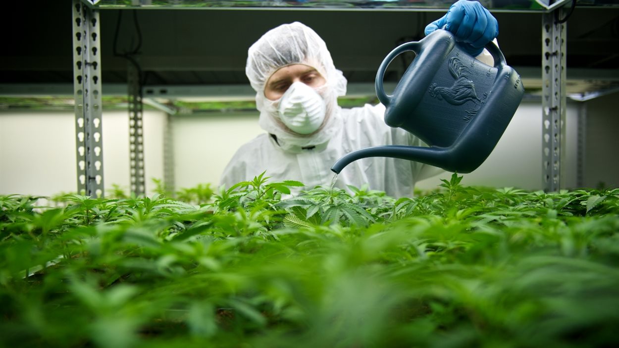 Un employé de l'entreprise Tilray arrose des plants de cannabis qui sont produits à des fins de consommation médicale.