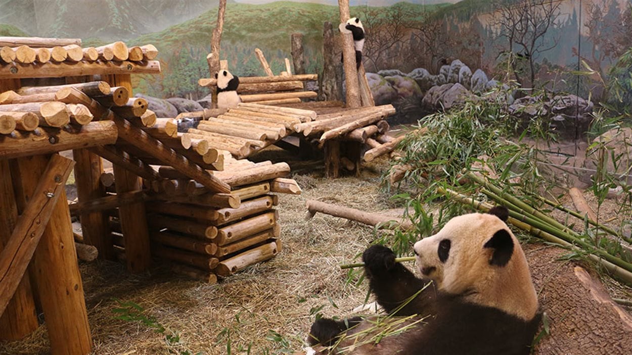 La famille de pandas hébergée au zoo de Toronto déménagera à Calgary en 2018.
