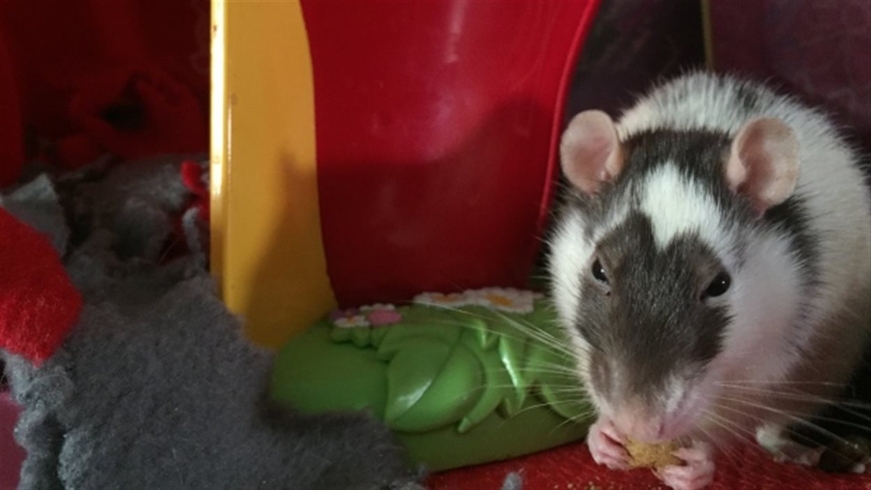 Une Réginoise offre un refuge pour 100 rats domestiques.