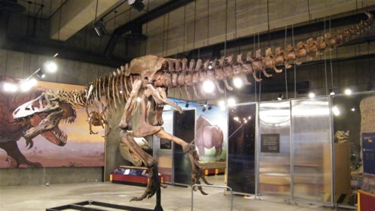 «Scotty» le tyrannosaurus rex au Musée royal Saskatchewan, l'un des sept candidats au concours.