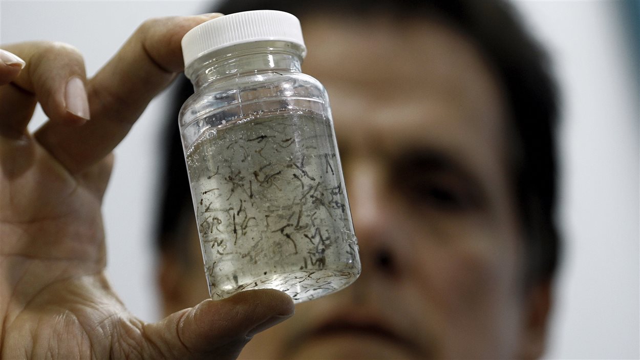 Des moustiques qui peuvent transmettre le virus Zika.