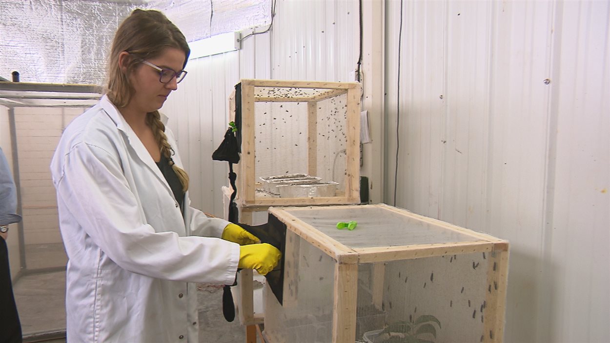 L'étudiante à la maîtrise Justine Richard-Giroux examine les volières de mouches.