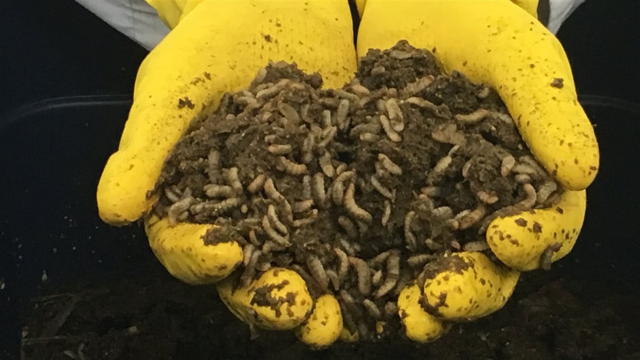 Élever des mouches pour nourrir des poissons RadioCanada.ca