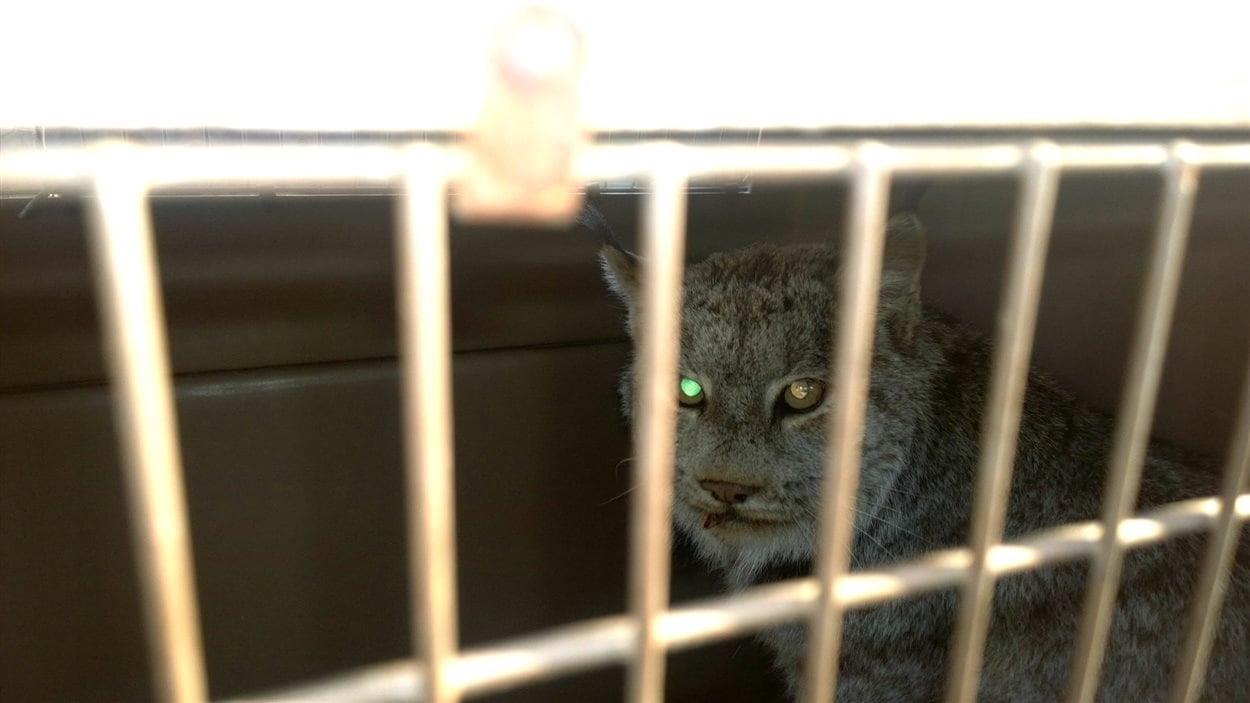 Un lynx dans une cage