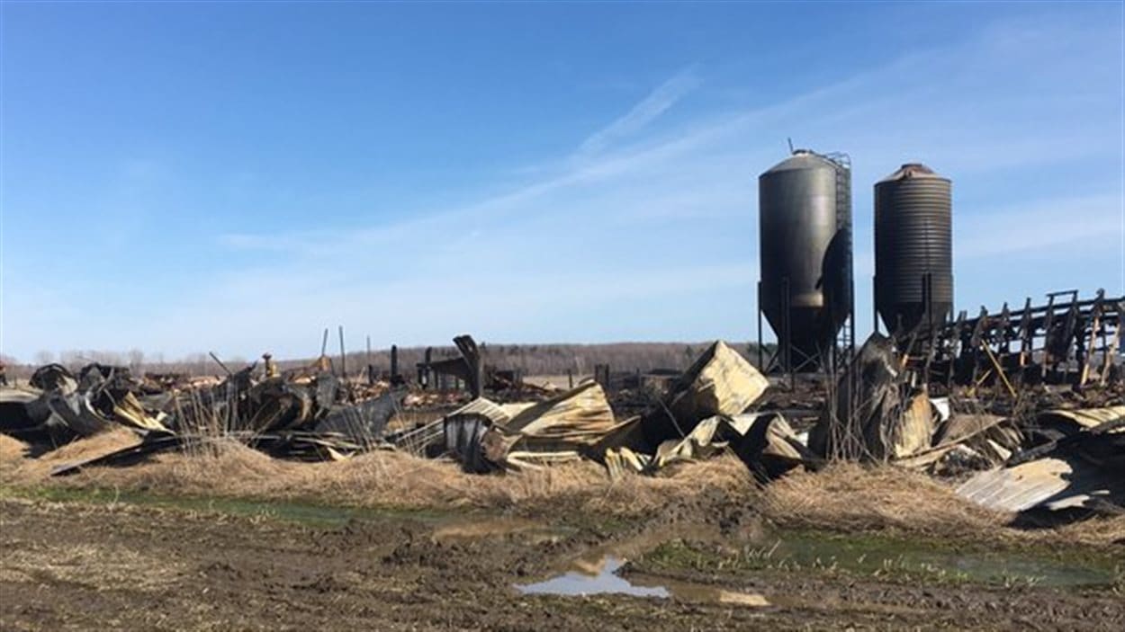 Une porcherie de St-Cyrille-de-Wendover a été la proie des flammes, dimanche en fin d'avant-midi.