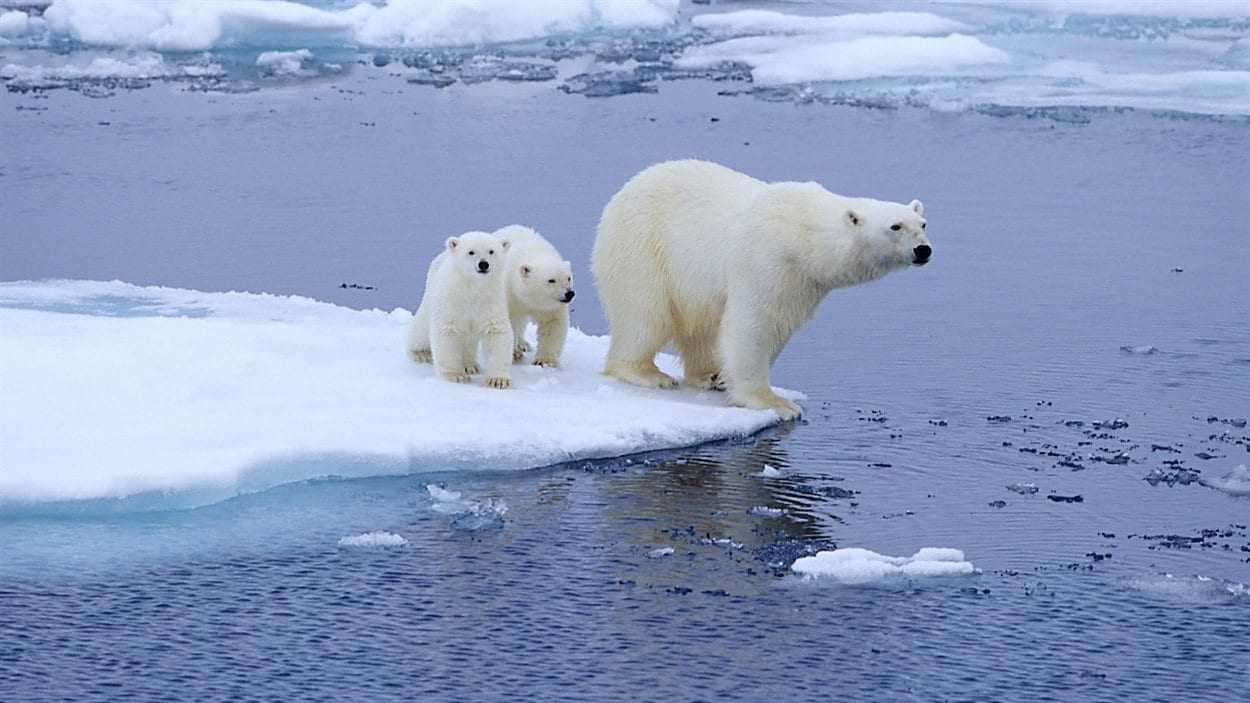 Rechauffement Climatique La Saison De Chasse Des Ours Polaires Reduite De 7 Semaines Radio Canada Ca