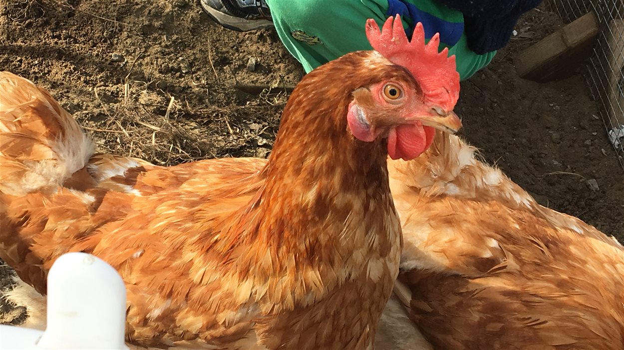 poule-trois-rivieres