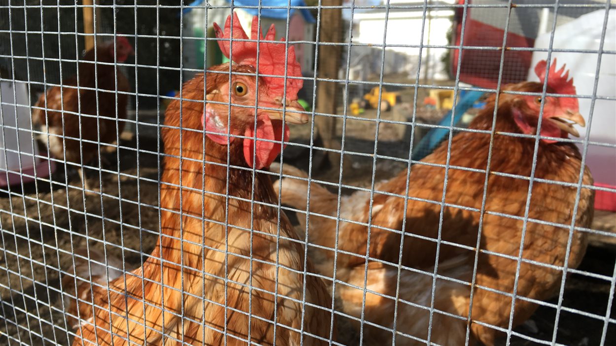 Des Poules Clandestines à Trois Rivières Ici Radio Canadaca