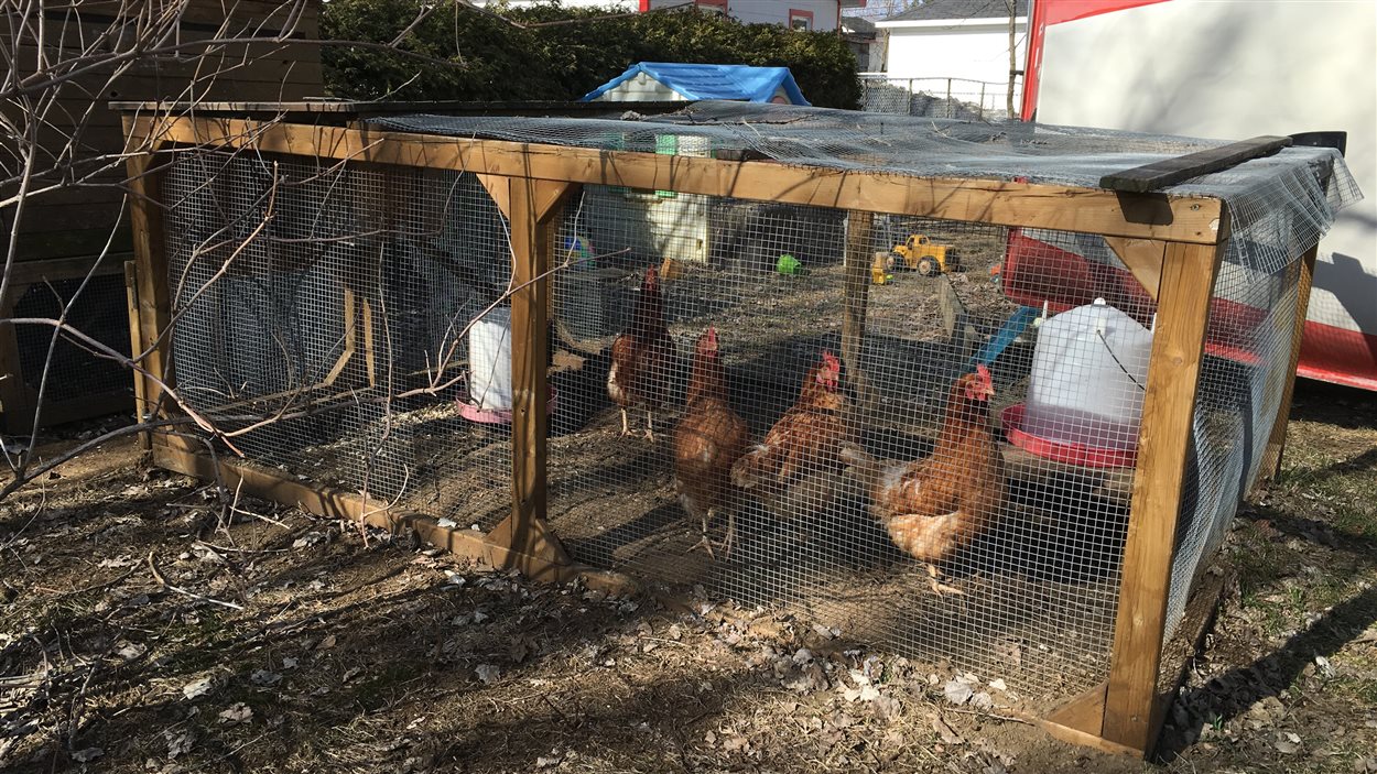 Des Poules Clandestines à Trois Rivières Ici Radio Canadaca