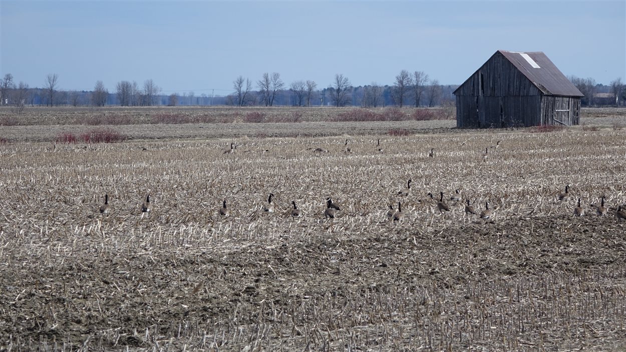 Les bernaches sont légion dans les champs du Centre-du-Québec au printemps