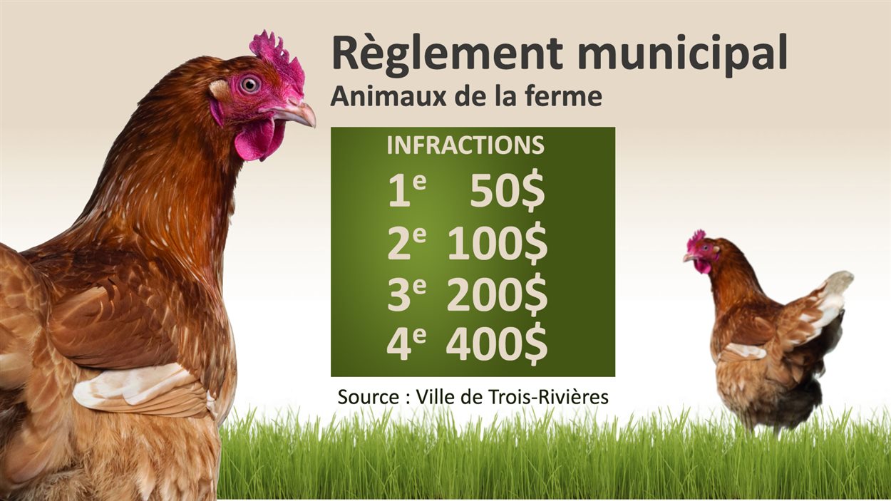 Des Poules Clandestines à Trois Rivières Ici Radio Canadaca