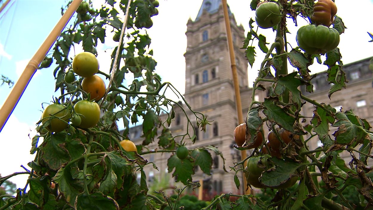 Le potager de l'Assemblée nationale est un exemple d'ilot de verdure