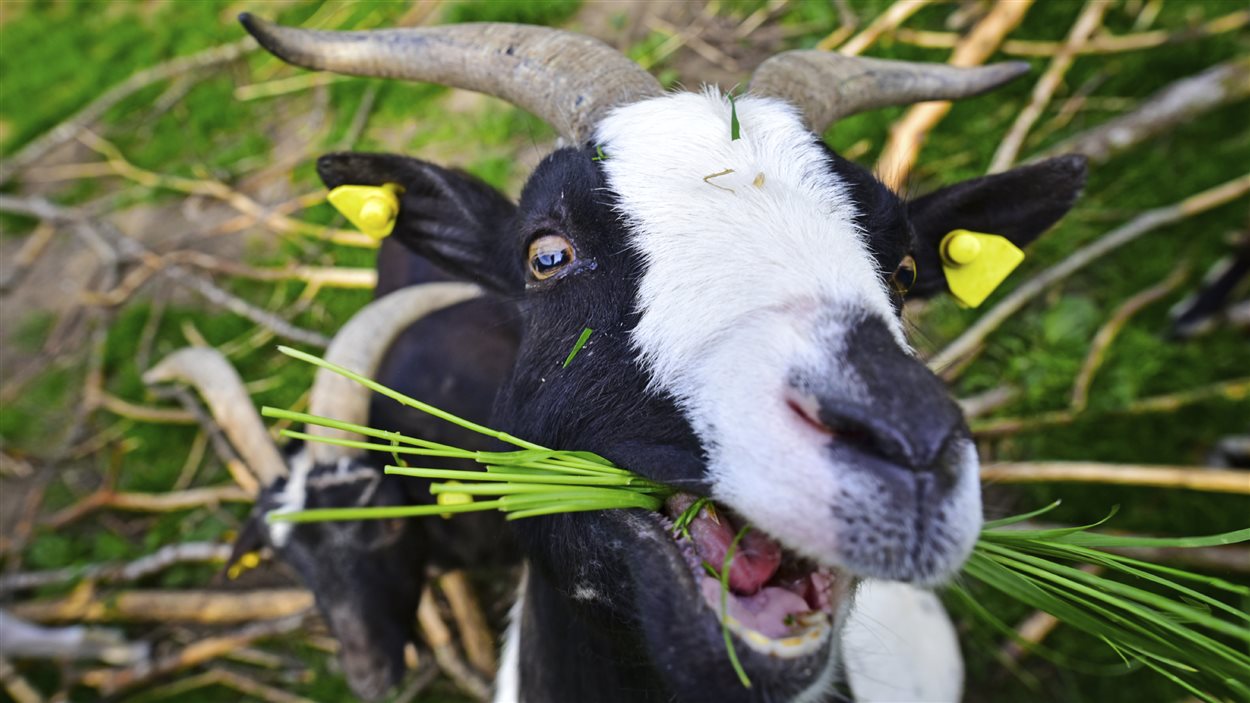 Une chèvre broute des herbes.