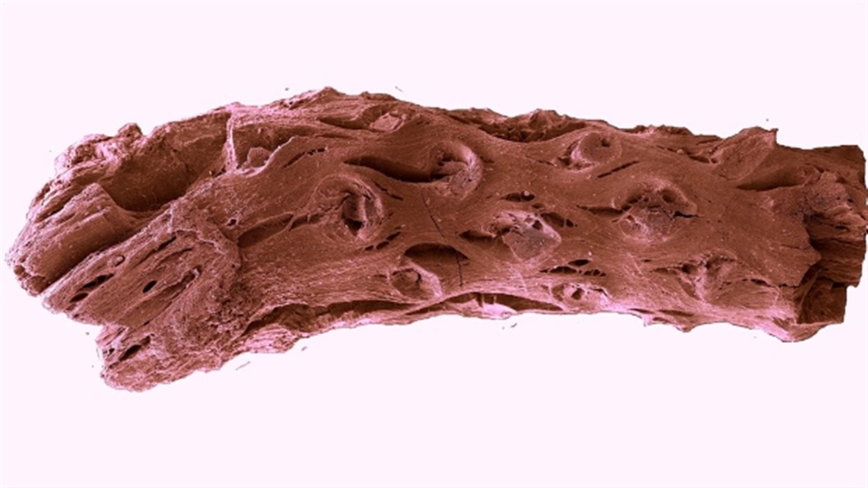Le plus petit fossile de pin découvert en Nouvelle-Écosse date de 140 millions d'années.