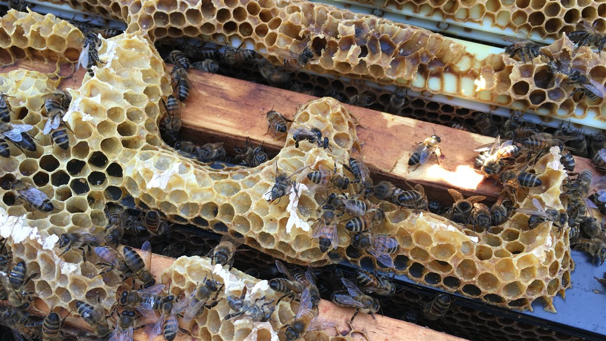 Des abeilles de l'apiculteur Denis Pellerin à Tingwick, au Centre-du-Québec