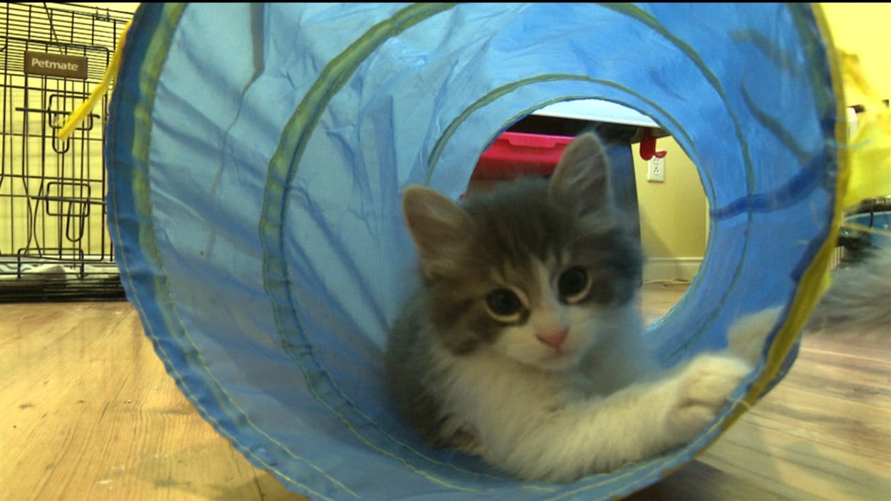 Chat dans une famille d'accueil en attendant de trouver un foyer