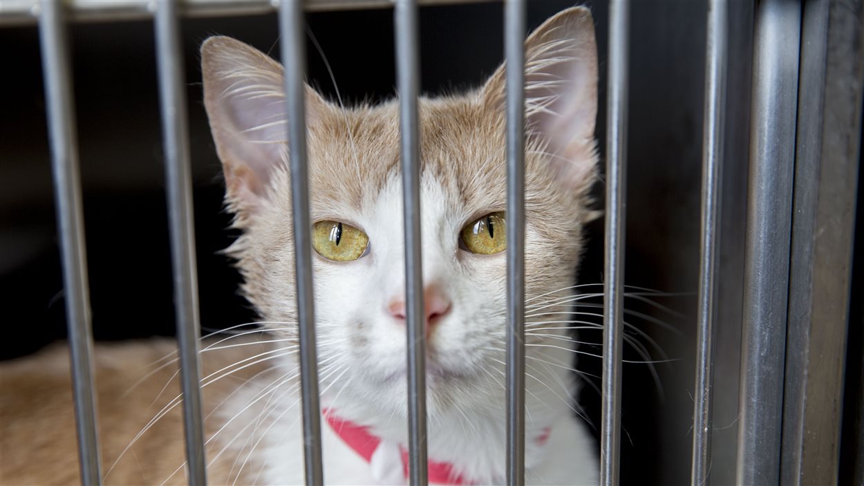 Euthanasies D Animaux Une Facture Annuelle De Plus De 160 000 A Quebec Radio Canada Ca