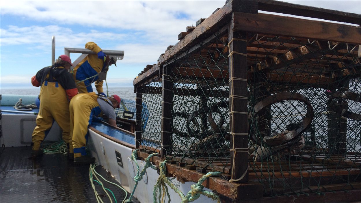 Levée de casiers de homard en Gaspésie