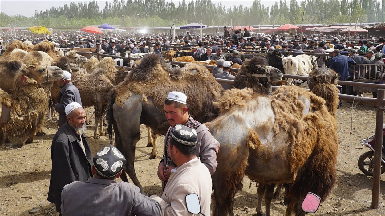 Des hommes discutent, entourés de chameaux.