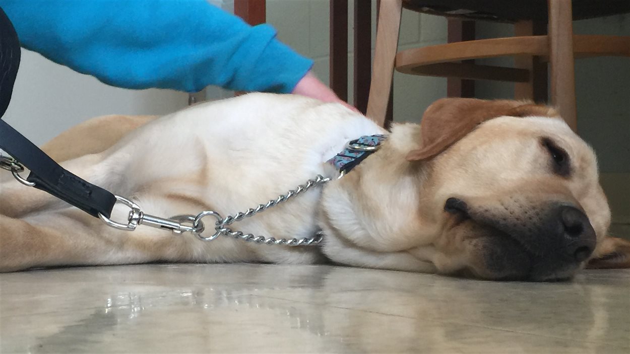 Un chien pourraitil sauver la vie d