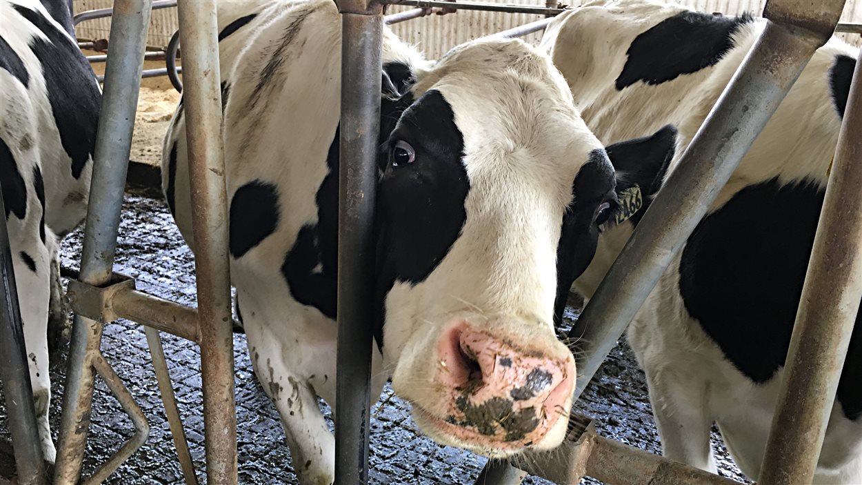 Une vache.