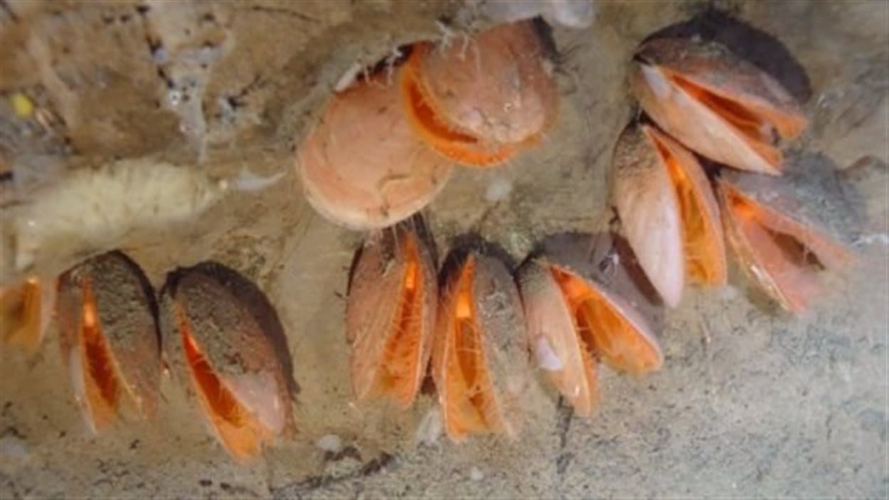 Une nouvelle espèce de palourdes géantes a été découverte dans les eaux profondes du Gully, le plus grand canyon sous-marin de l'ouest de l'Atlantique Nord.