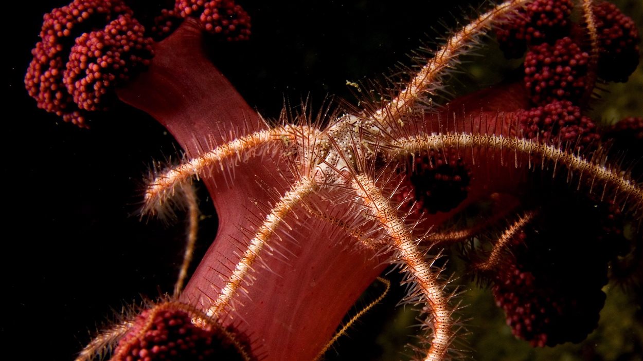 Des chercheurs ont trouvé plusieurs ophiures, une espèce proche de l'étoile de mer, au large de la côte Est.